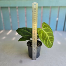 Load image into Gallery viewer, #H75 Anthurium Hawaiian x