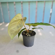 Load image into Gallery viewer, #H75 Anthurium Hawaiian x