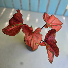 Load image into Gallery viewer, #H57 Caladium
