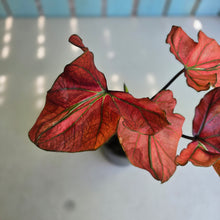 Load image into Gallery viewer, #H57 Caladium