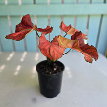 Load image into Gallery viewer, #H57 Caladium