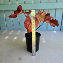 Load image into Gallery viewer, #H57 Caladium