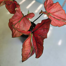 Load image into Gallery viewer, #H57 Caladium