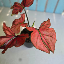 Load image into Gallery viewer, #H57 Caladium