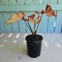 Load image into Gallery viewer, #H57 Caladium