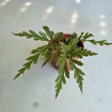 Load image into Gallery viewer, #22 Begonia Polilloensis