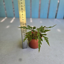 Load image into Gallery viewer, #22 Begonia Polilloensis