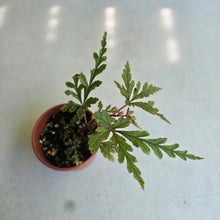 Load image into Gallery viewer, #22 Begonia Polilloensis