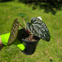 Load image into Gallery viewer, #RD12 Anthurium Papillilaminum x (Luxurians x Radicans)