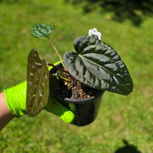 Load image into Gallery viewer, #RD12 Anthurium Papillilaminum x (Luxurians x Radicans)