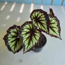 Load image into Gallery viewer, #H10 Begonia Fireworks