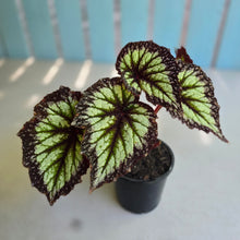Load image into Gallery viewer, #H10 Begonia Fireworks
