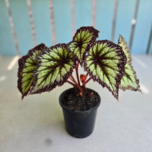 Load image into Gallery viewer, #H10 Begonia Fireworks