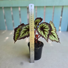 Load image into Gallery viewer, #H10 Begonia Fireworks