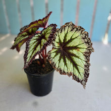 Load image into Gallery viewer, #H10 Begonia Fireworks