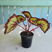 Load image into Gallery viewer, #H10 Begonia Fireworks
