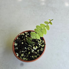 Load image into Gallery viewer, #B51 Marcgravia Umbellata