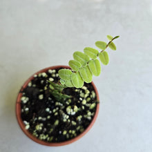 Load image into Gallery viewer, #B51 Marcgravia Umbellata