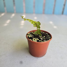Load image into Gallery viewer, #B51 Marcgravia Umbellata