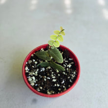 Load image into Gallery viewer, #W36 Marcgravia Umbellata