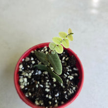 Load image into Gallery viewer, #W36 Marcgravia Umbellata