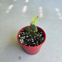 Load image into Gallery viewer, #W36 Marcgravia Umbellata