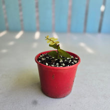 Load image into Gallery viewer, #W36 Marcgravia Umbellata