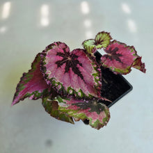 Load image into Gallery viewer, #H22 Begonia Unknown