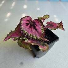 Load image into Gallery viewer, #H22 Begonia Unknown