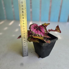 Load image into Gallery viewer, #H22 Begonia Unknown