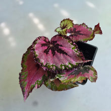 Load image into Gallery viewer, #H22 Begonia Unknown