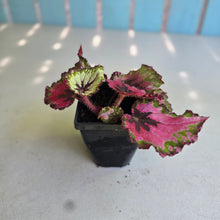 Load image into Gallery viewer, #H22 Begonia Unknown