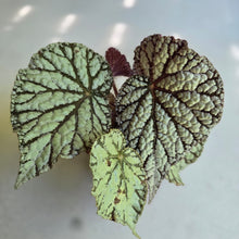 Load image into Gallery viewer, #H348 Begonia Unknown
