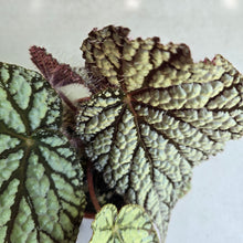 Load image into Gallery viewer, #H348 Begonia Unknown