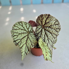 Load image into Gallery viewer, #H348 Begonia Unknown