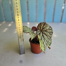Load image into Gallery viewer, #H348 Begonia Unknown