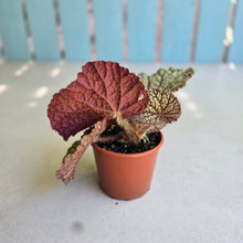 Load image into Gallery viewer, #H348 Begonia Unknown