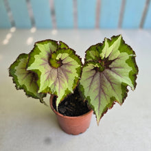 Load image into Gallery viewer, #H102 Begonia Unknown