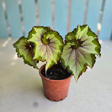 Load image into Gallery viewer, #H102 Begonia Unknown
