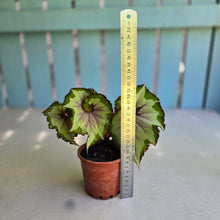 Load image into Gallery viewer, #H102 Begonia Unknown