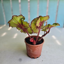 Load image into Gallery viewer, #H102 Begonia Unknown