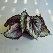 Load image into Gallery viewer, #W10 Begonia Unknown