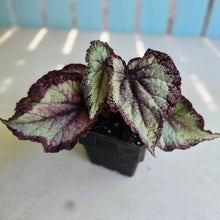 Load image into Gallery viewer, #W10 Begonia Unknown