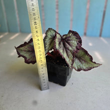 Load image into Gallery viewer, #W10 Begonia Unknown