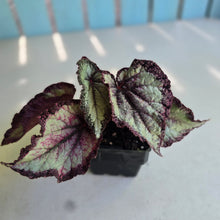 Load image into Gallery viewer, #W10 Begonia Unknown