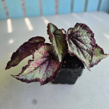 Load image into Gallery viewer, #W10 Begonia Unknown