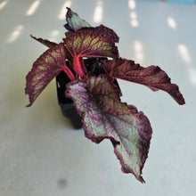 Load image into Gallery viewer, #W10 Begonia Unknown