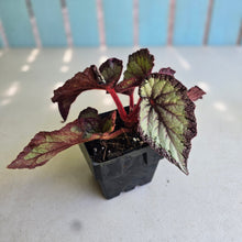 Load image into Gallery viewer, #W10 Begonia Unknown