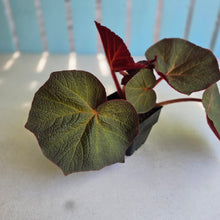 Load image into Gallery viewer, #W12 Begonia Yorkes Delight