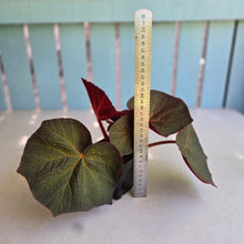Load image into Gallery viewer, #W12 Begonia Yorkes Delight